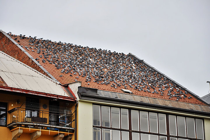 A2B Pest Control are able to install spikes to deter birds from roofs in Hertsmere. 