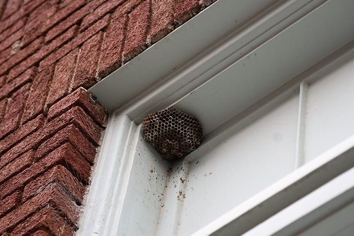 We provide a wasp nest removal service for domestic and commercial properties in Hertsmere.